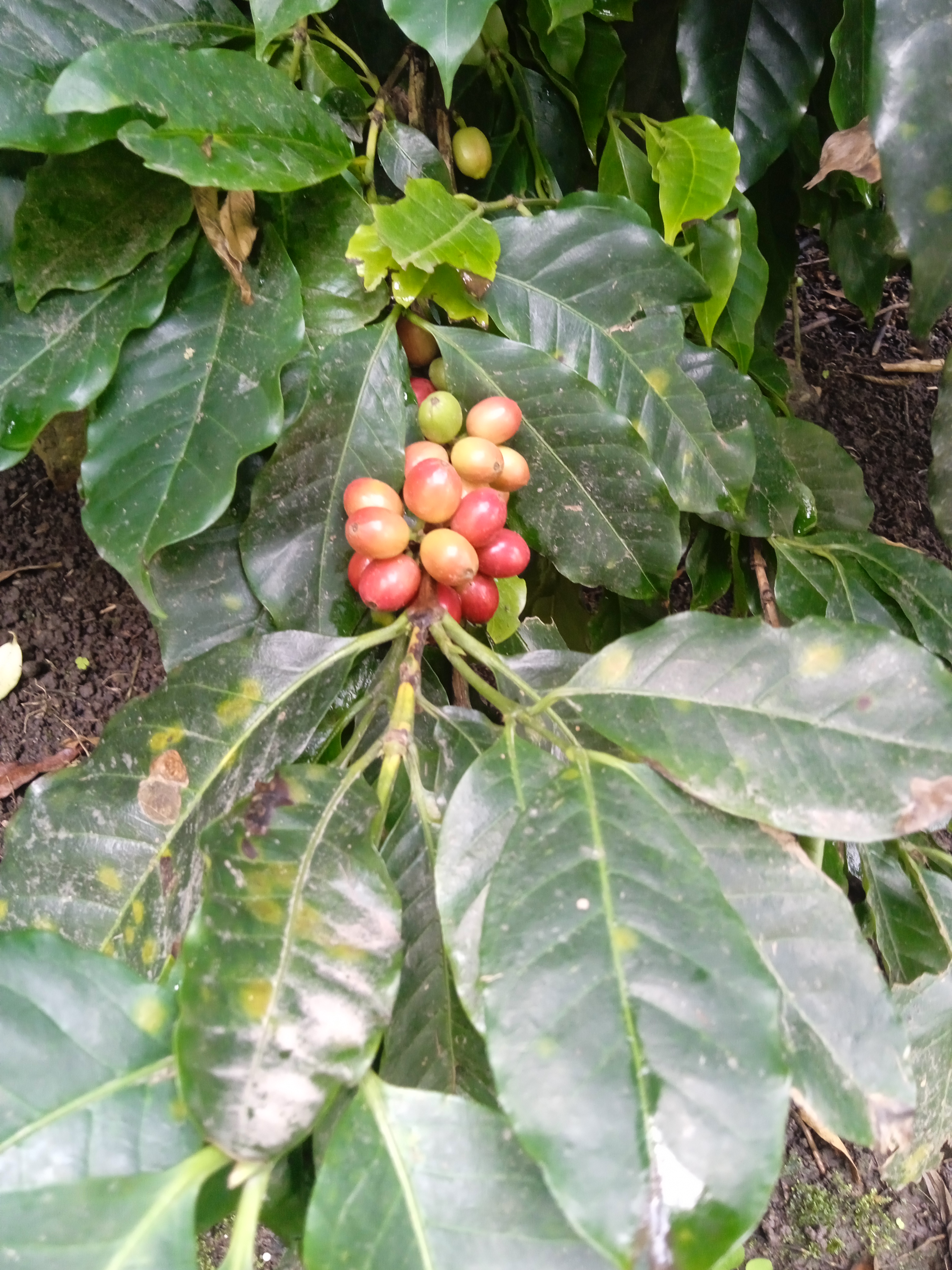 Hacienda Cafetera Coloma